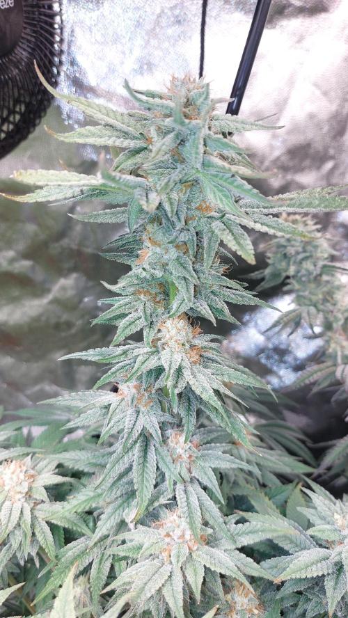 GorillaMelon. Week 17