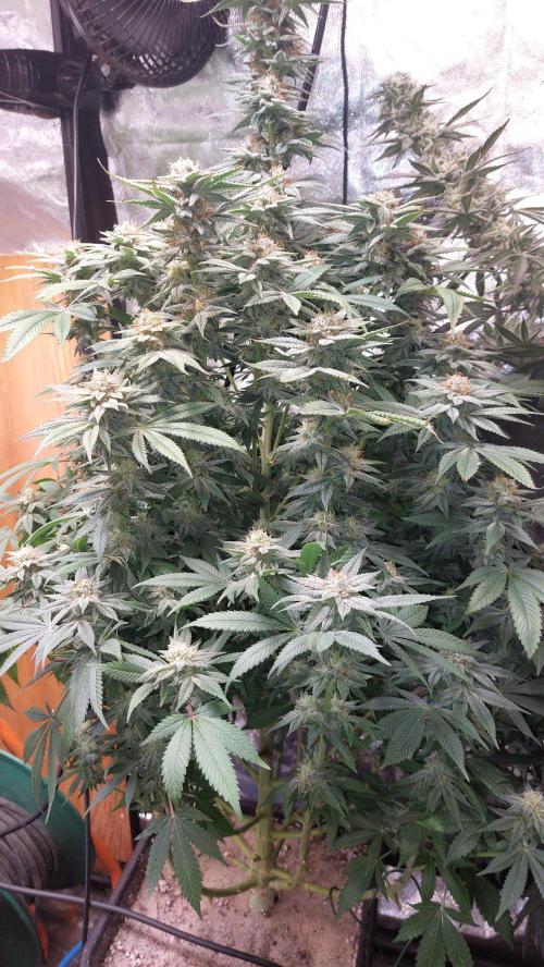 GorillaMelon. Week 17