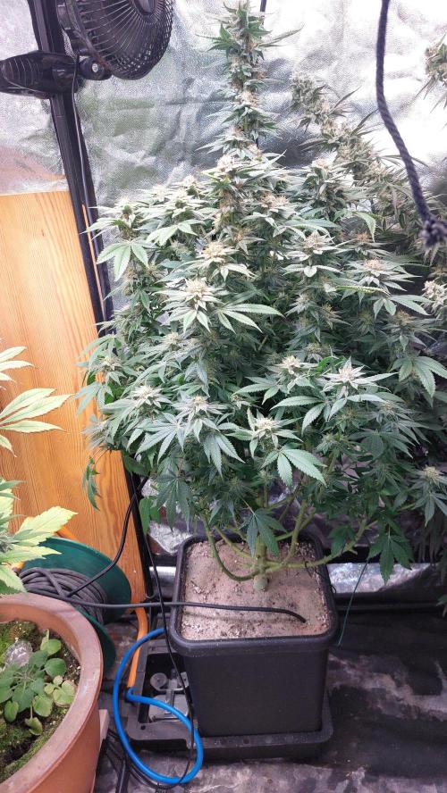 GorillaMelon. Week 17
