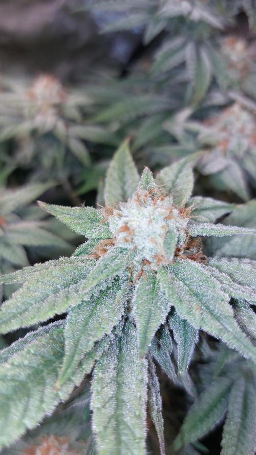GorillaMelon. Week 17