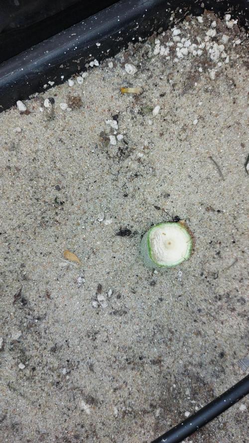 GorillaMelon. Week 17