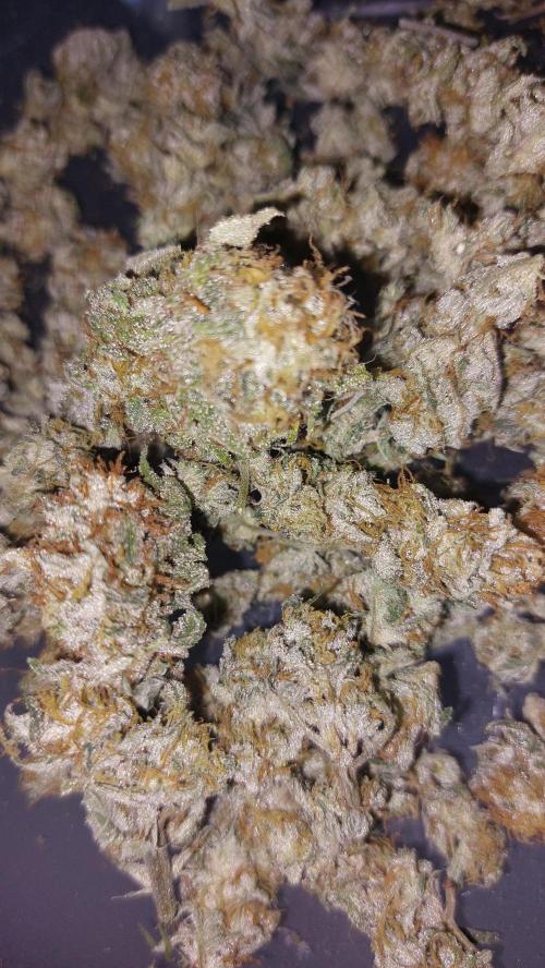 GorillaMelon. Week 17