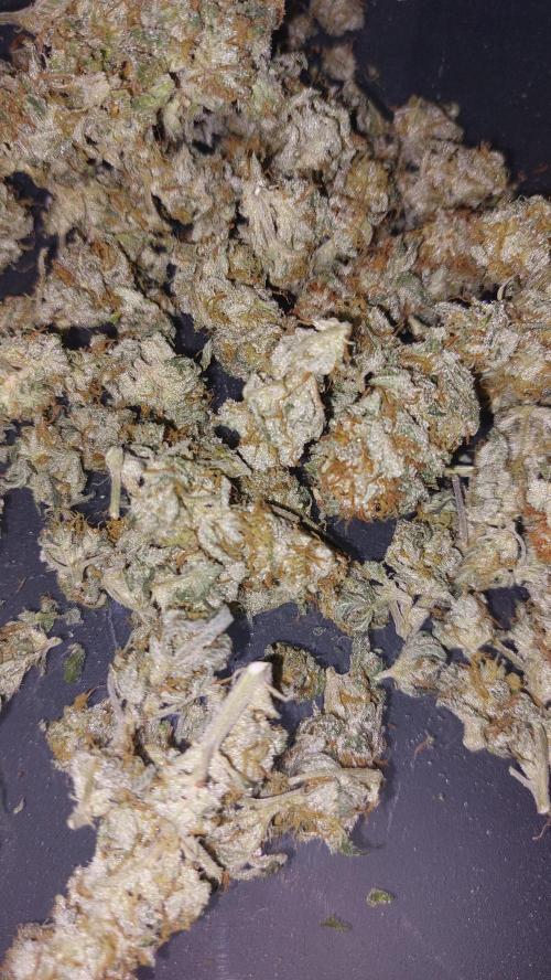 GorillaMelon. Week 17