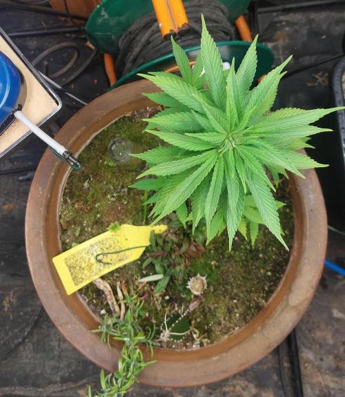 Supa Slick Shore. Week 9