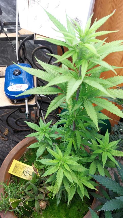 Supa Slick Shore. Week 9