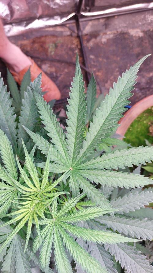 Supa Slick Shore. Week 9