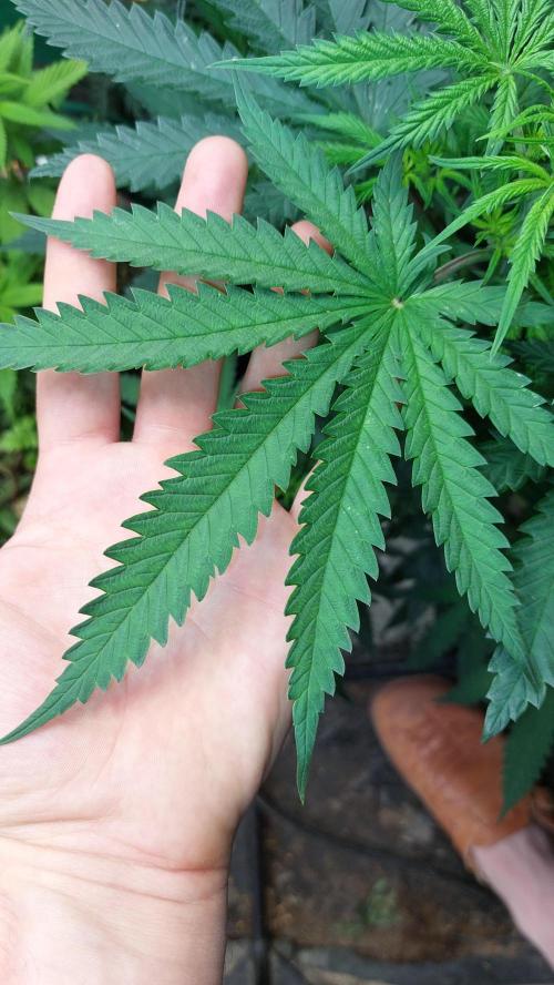 Supa Slick Shore. Week 9
