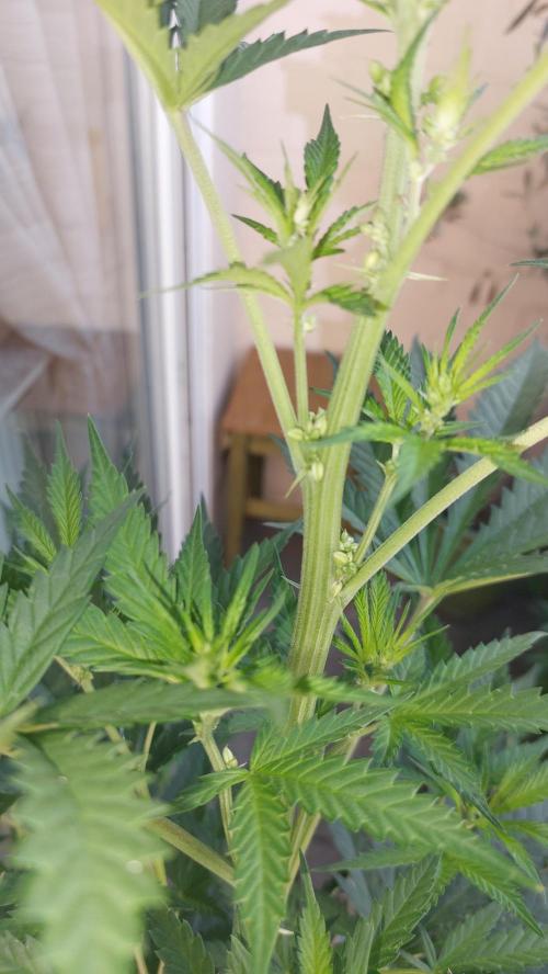 Supa Slick Shore. Week 12