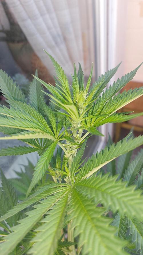 Supa Slick Shore. Week 12