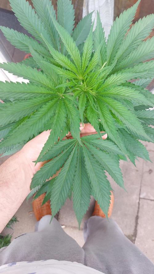 Supa Slick Shore. Week 12
