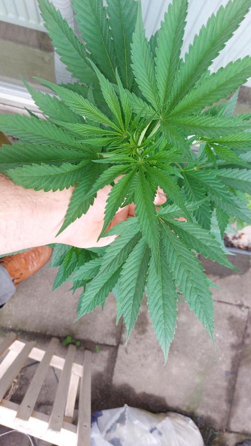 Supa Slick Shore. Week 12