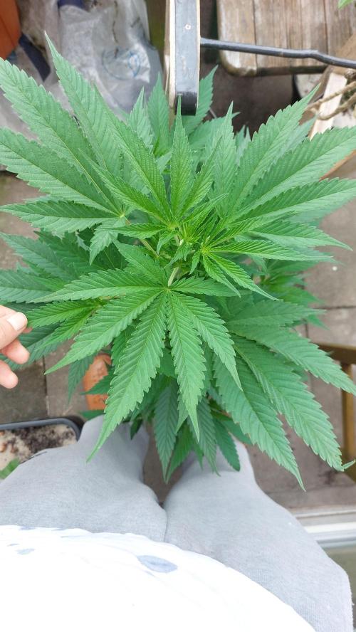 Supa Slick Shore. Week 12
