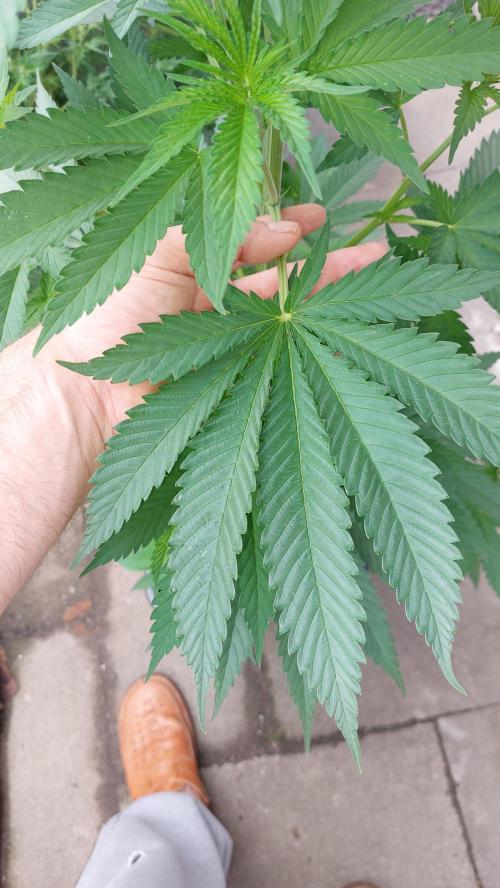 Supa Slick Shore. Week 12