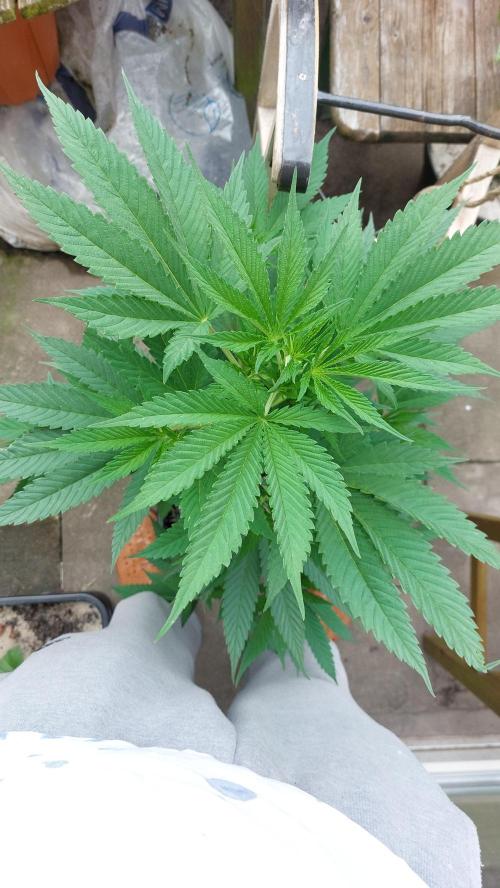 Supa Slick Shore. Week 12