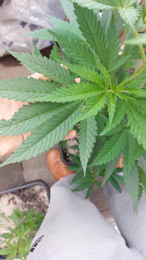 Supa Slick Shore. Week 12