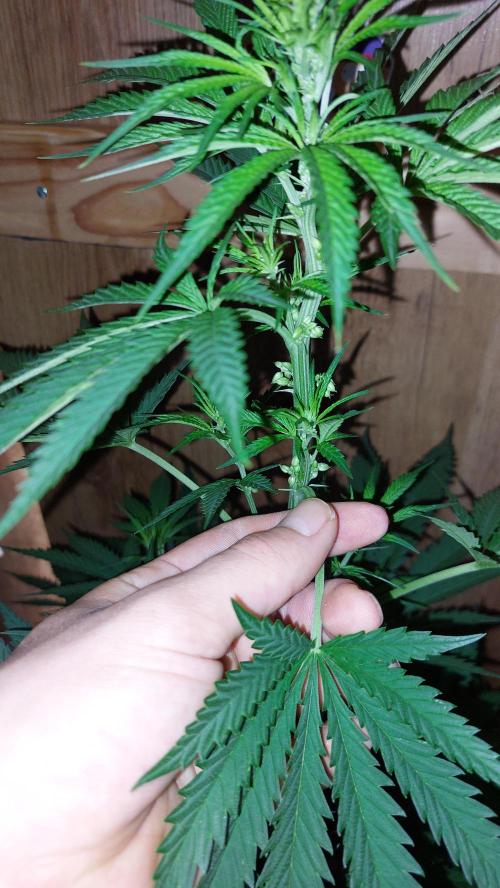Supa Slick Shore. Week 12