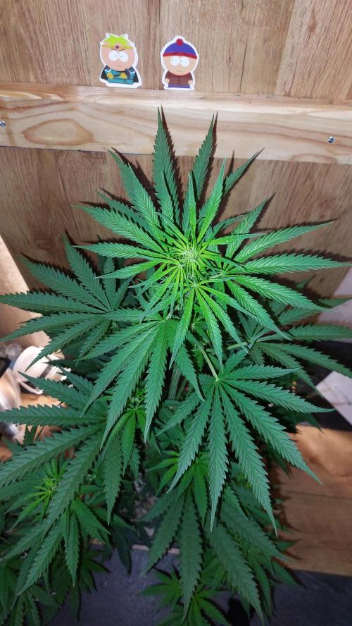 Supa Slick Shore. Week 12