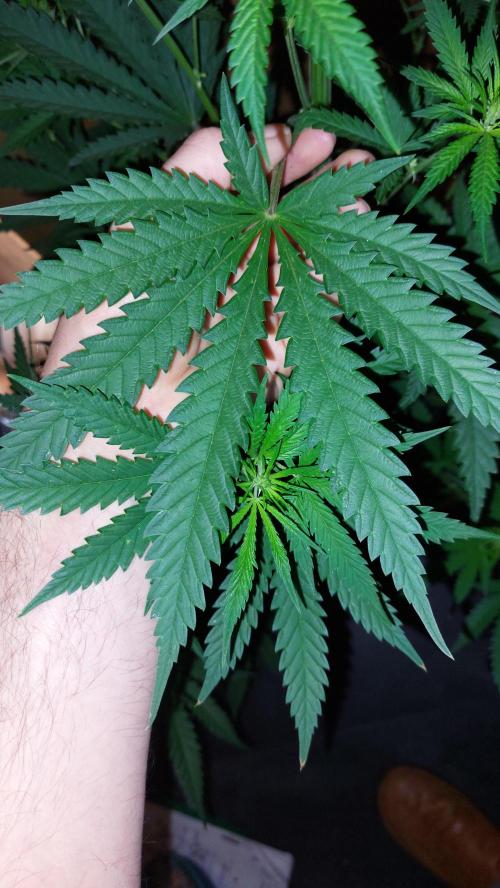 Supa Slick Shore. Week 12