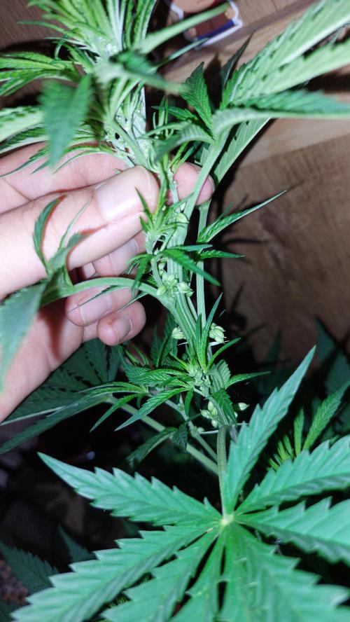 Supa Slick Shore. Week 12