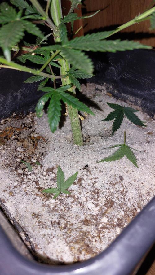 Supa Slick . Week 12
