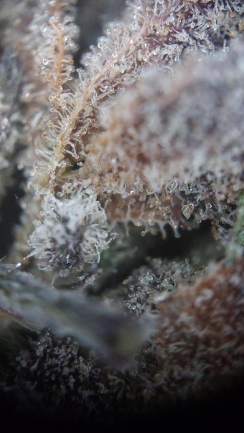 BlueSushi. Week 17