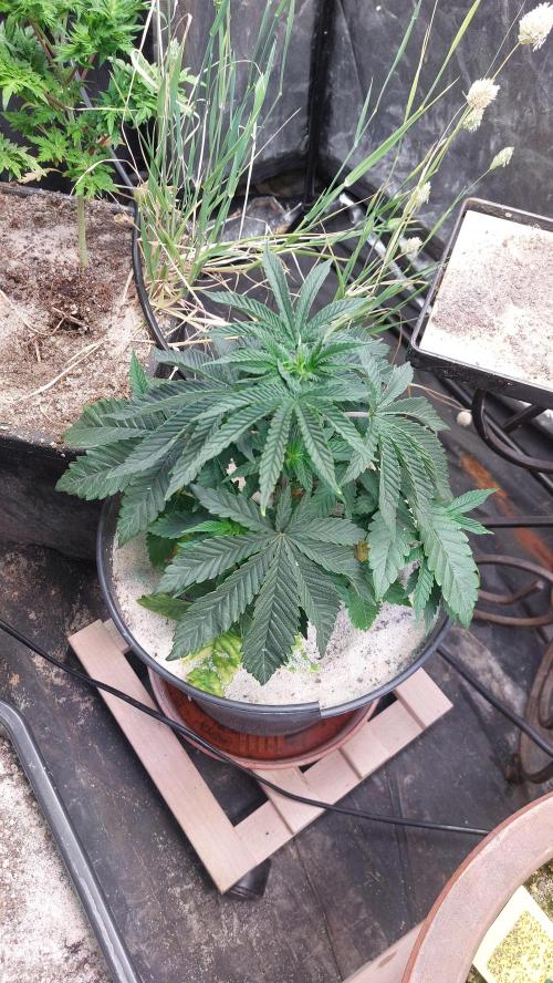 Apollo Black Cherry Fem. Week 8