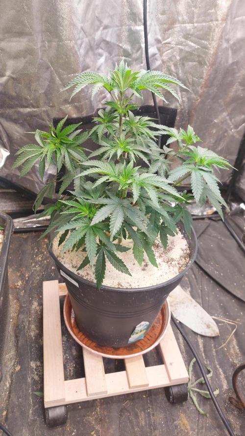 ApolloBlackCherry. Week 9