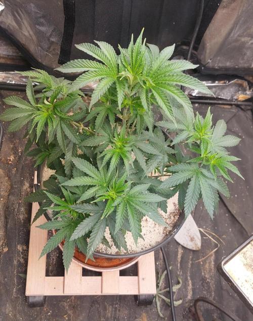 ApolloBlackCherry. Week 9