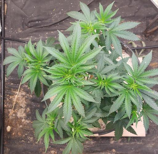 ApolloBlackCherry. Week 9