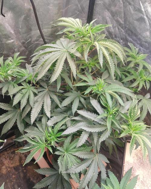 Apollo Black Cherry Fem. Week 11