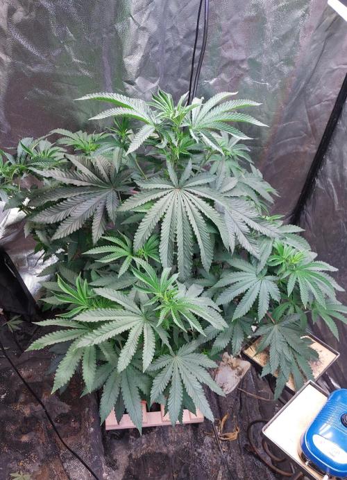 ApolloBlackCherry. Week 12