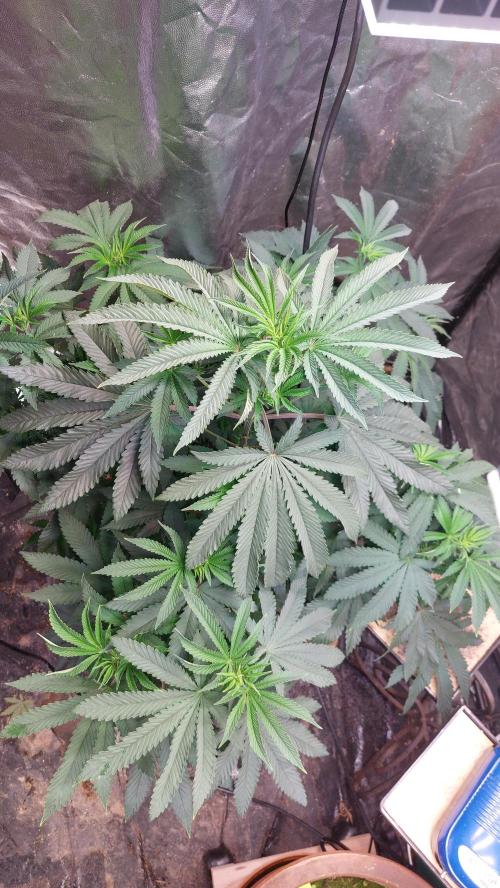 ApolloBlackCherry. Week 12