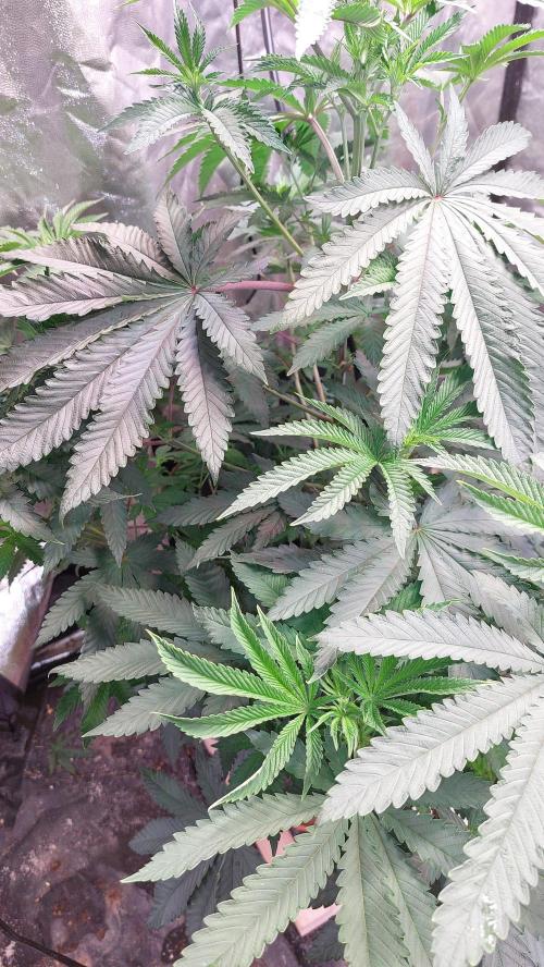 ApolloBlackCherry. Week 12