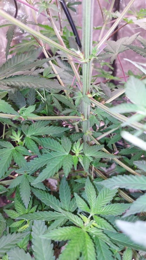 ApolloBlackCherry. Week 12