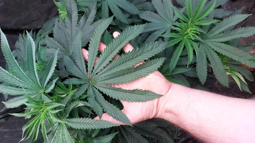 ApolloBlackCherry. Week 12