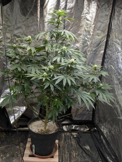 ApolloBlackCherry. Week 13