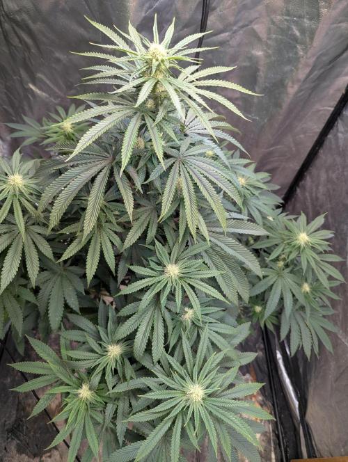 ApolloBlackCherry. Week 13