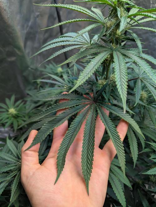 ApolloBlackCherry. Week 13