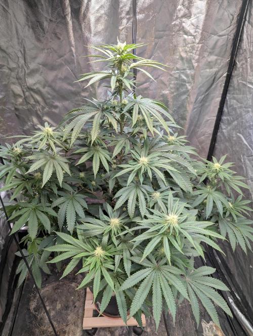 ApolloBlackCherry. Week 13