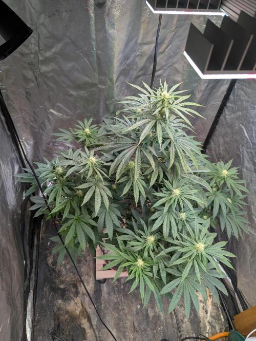 Apollo Black Cherry Fem. Week 13