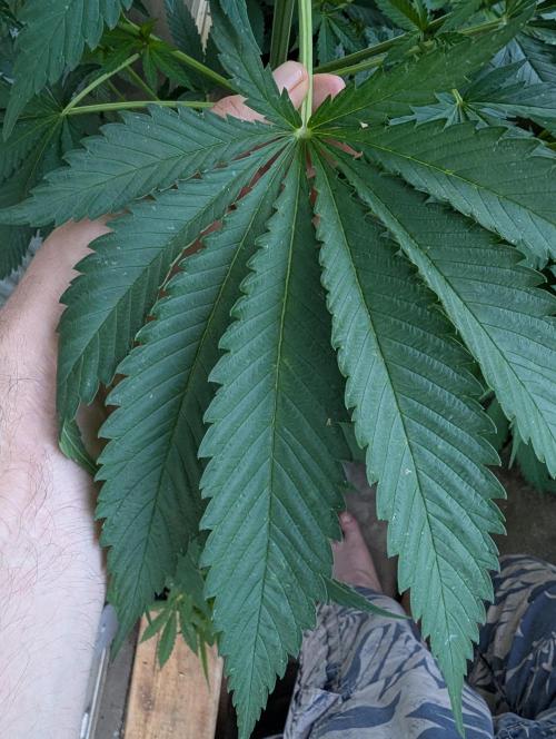 Supa Slick Shore. Week 14