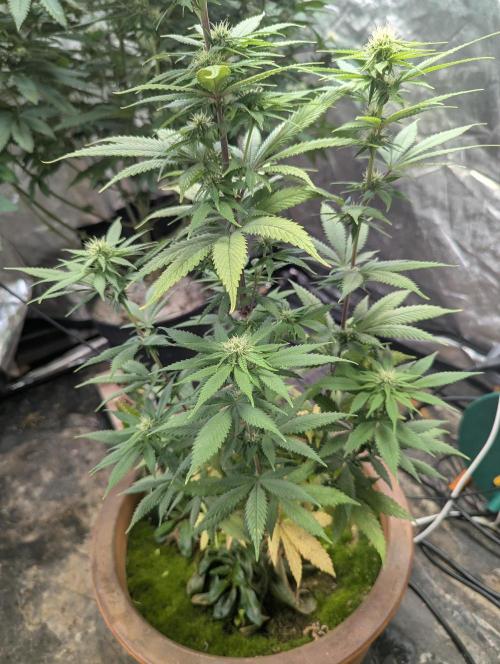 Supa Slick Shore. Week 14