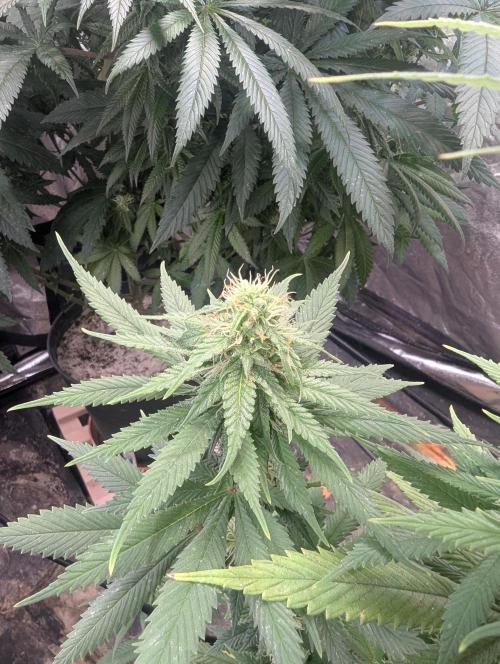 Supa Slick Shore. Week 15