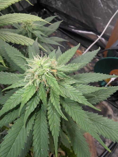 Supa Slick Shore. Week 15