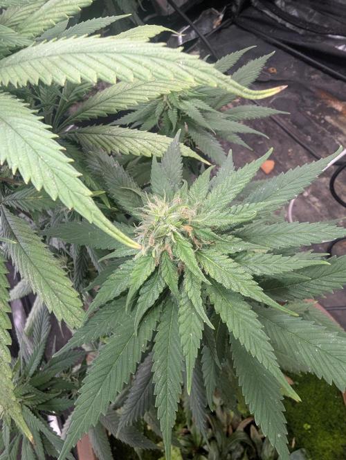 Supa Slick Shore. Week 15
