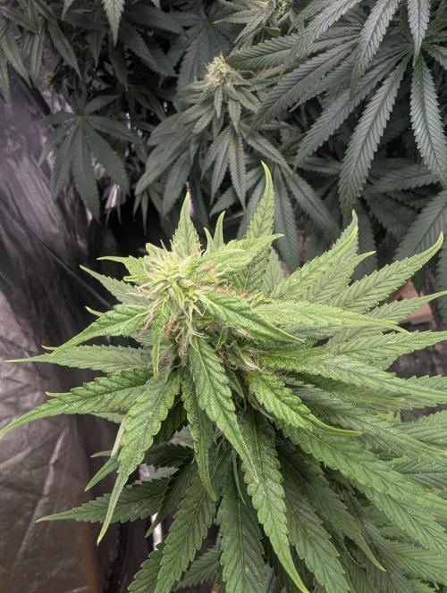 Supa Slick . Week 15