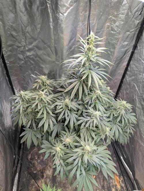 ApolloBlackCherry. Week 14