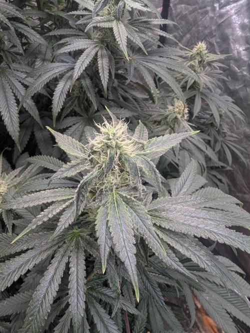 ApolloBlackCherry. Week 14