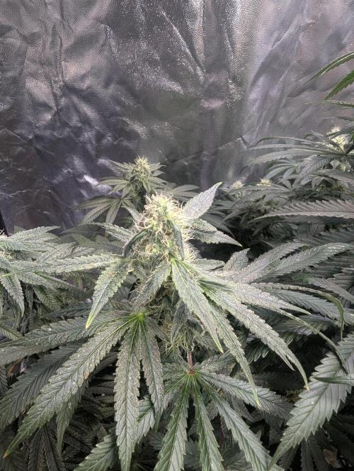 ApolloBlackCherry. Week 14