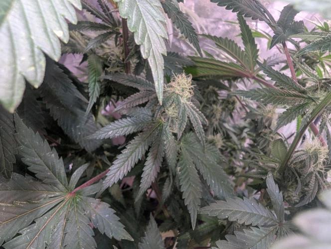 ApolloBlackCherry. Week 14